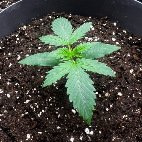 Blue Gelato growlog photo: Ist bei der 2ten Nodie 