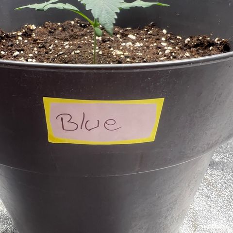 Blue Gelato growlog photo: Ist bei der 2ten Nodie 