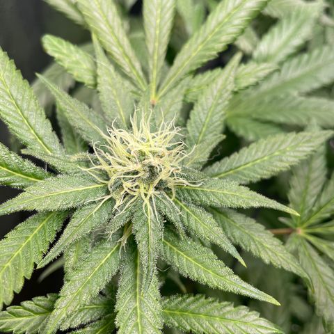 Gelato growlog timeline photo