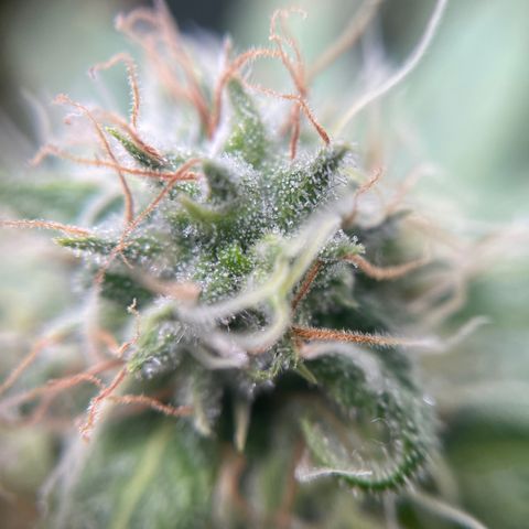 Gelato growlog timeline photo