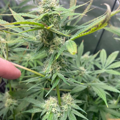 Gelato growlog timeline photo