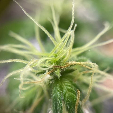 Gelato growlog timeline photo