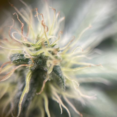 Gelato growlog timeline photo