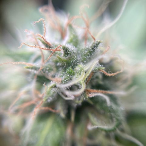 Gelato growlog timeline photo