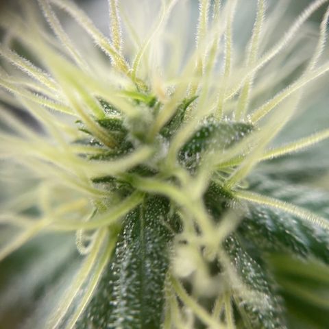 Gelato growlog timeline photo