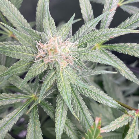 Gelato growlog timeline photo