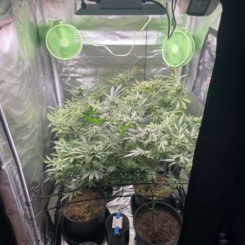 Gelato growlog timeline photo