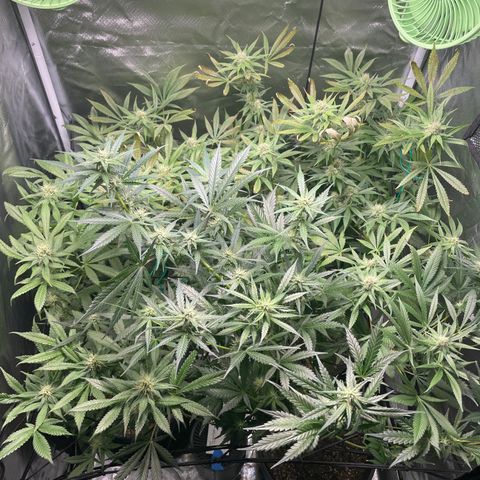 Gelato growlog timeline photo