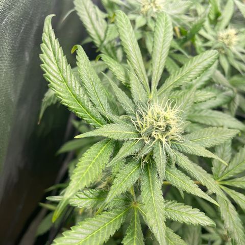 Gelato growlog timeline photo
