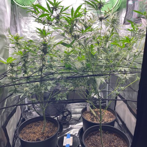 Gelato growlog timeline photo