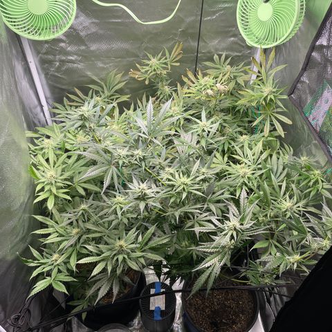 Gelato growlog timeline photo