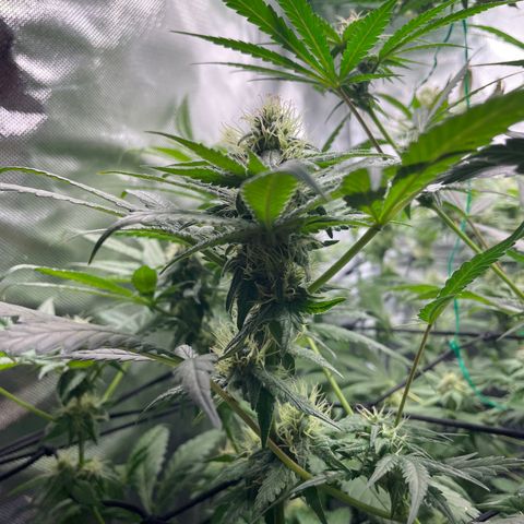 Gelato growlog timeline photo