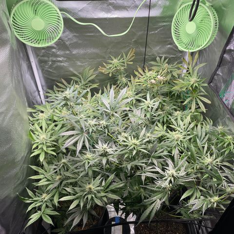 Gelato growlog timeline photo