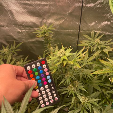Gelato growlog timeline photo