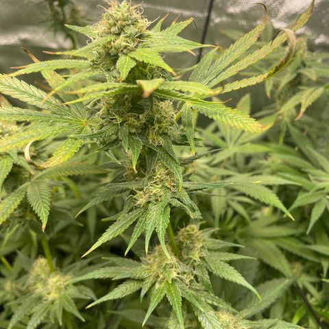 Gelato growlog timeline photo