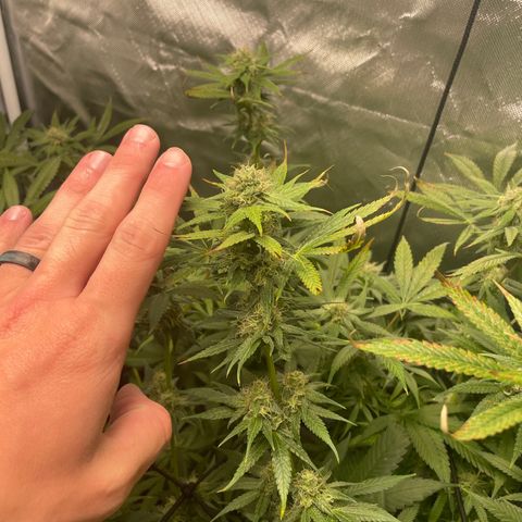 Gelato growlog timeline photo
