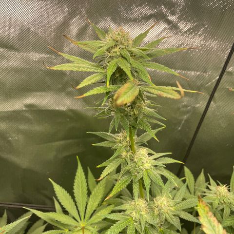 Gelato growlog timeline photo