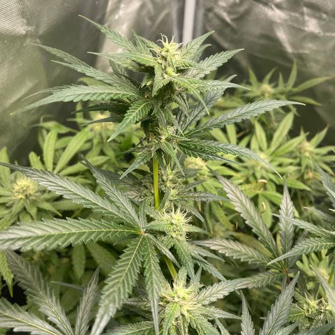 Gelato growlog timeline photo