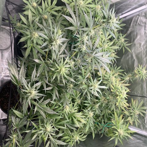 Gelato growlog timeline photo