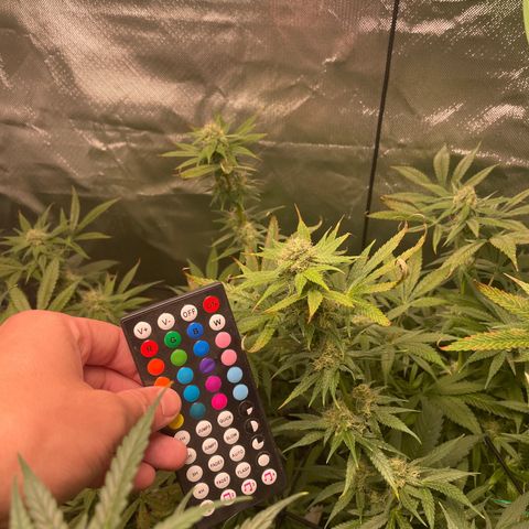 Gelato growlog timeline photo