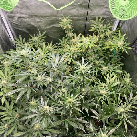 Gelato growlog timeline photo