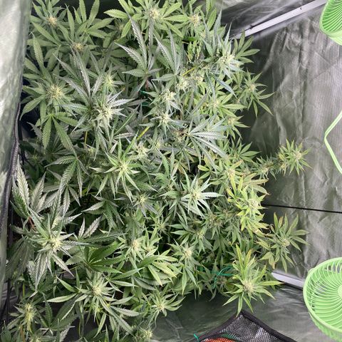 Gelato growlog timeline photo