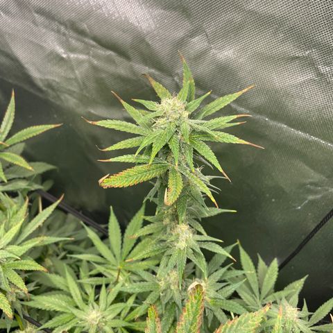 Gelato growlog timeline photo