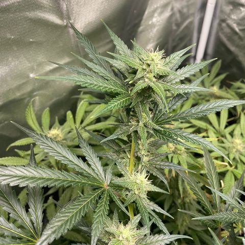 Gelato growlog timeline photo