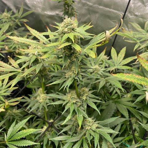 Gelato growlog timeline photo