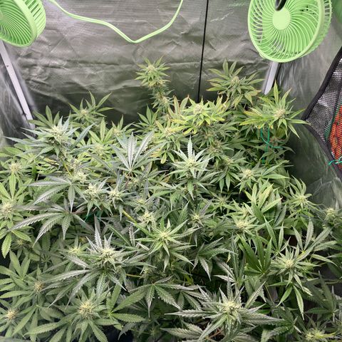 Gelato growlog timeline photo