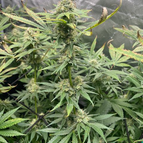 Gelato growlog timeline photo