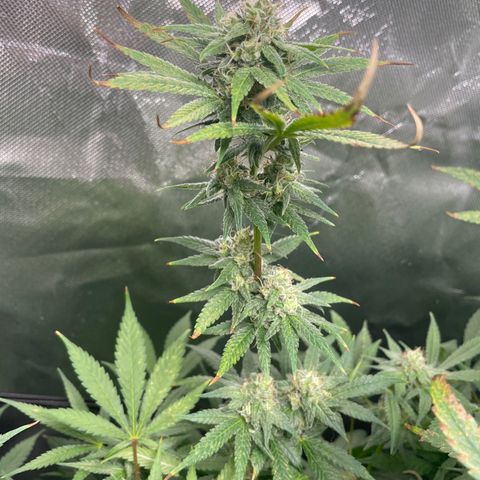 Gelato growlog timeline photo