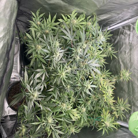 Gelato growlog timeline photo