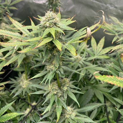 Gelato growlog timeline photo