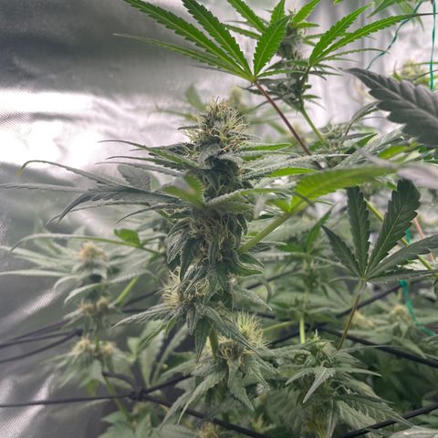 Gelato growlog timeline photo