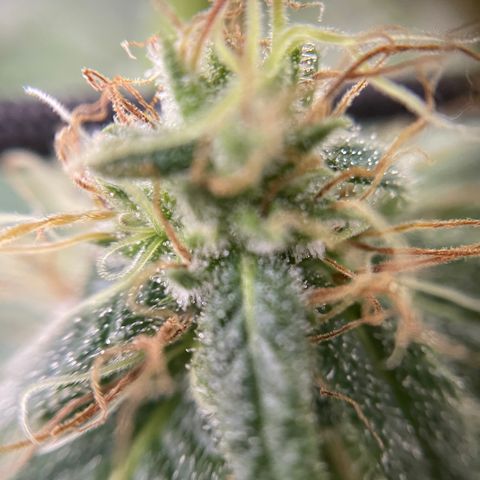 Gelato growlog timeline photo