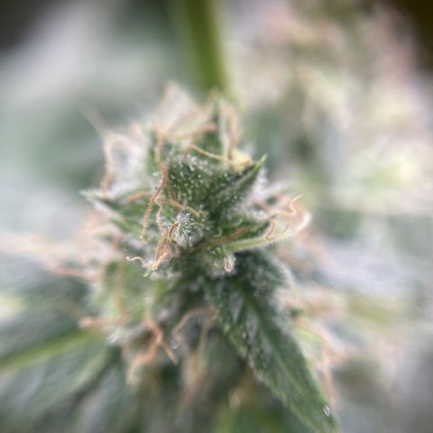 Gelato growlog timeline photo