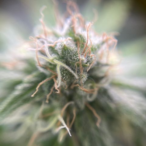 Gelato growlog timeline photo