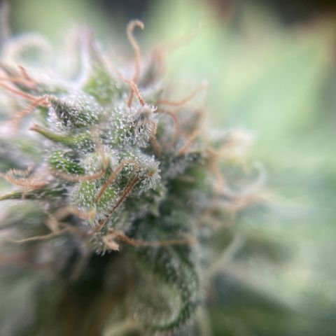 Gelato growlog timeline photo