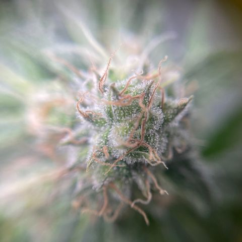 Gelato growlog timeline photo