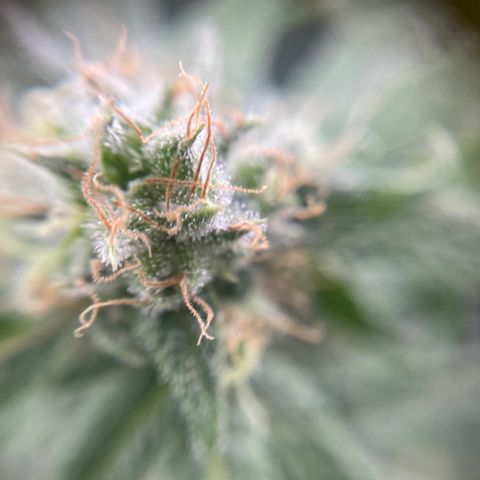 Gelato growlog timeline photo
