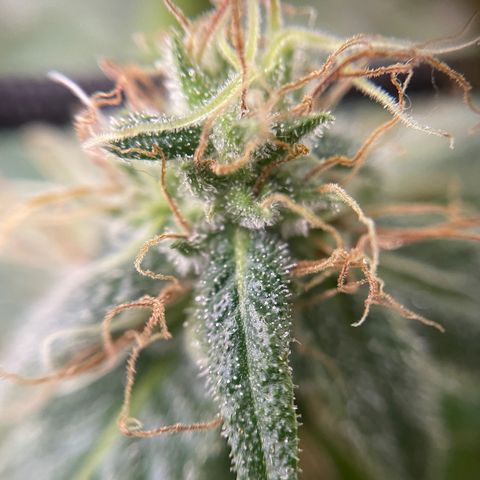 Gelato growlog timeline photo