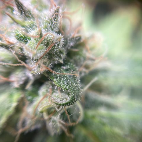 Gelato growlog timeline photo