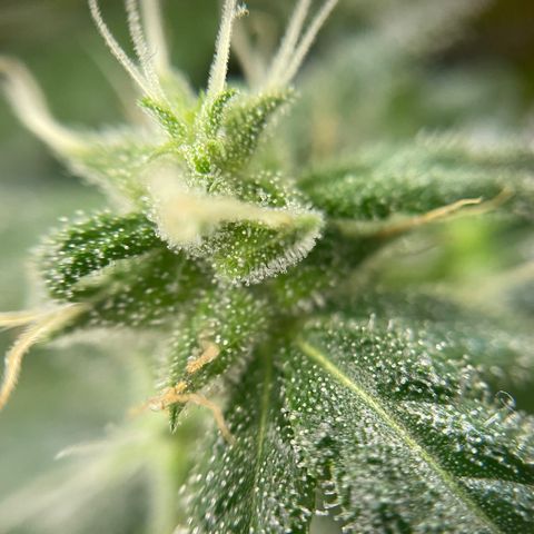 Gelato growlog timeline photo