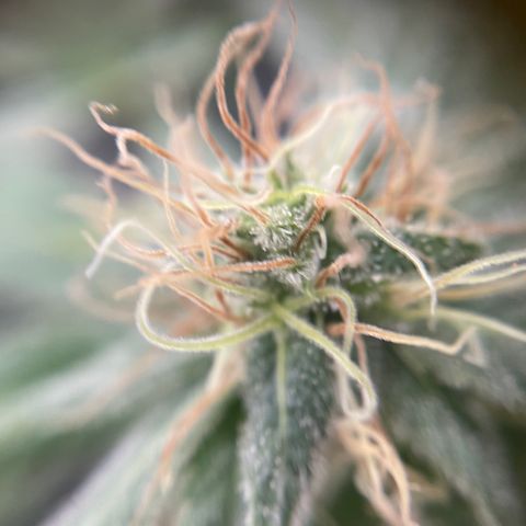 Gelato growlog timeline photo