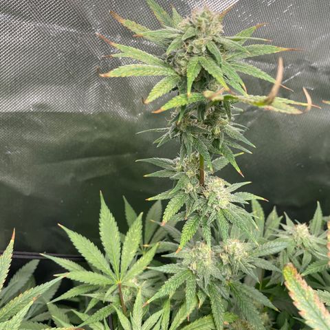Gelato growlog timeline photo