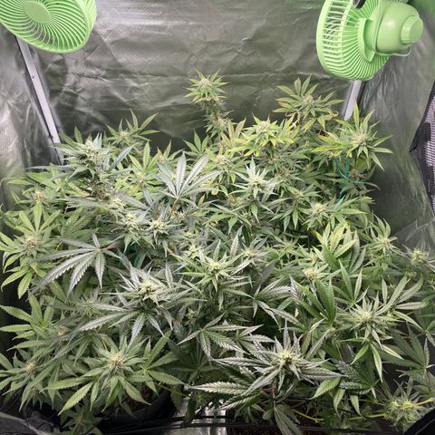 Gelato growlog timeline photo