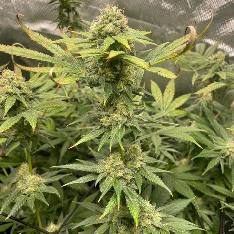 Gelato growlog timeline photo