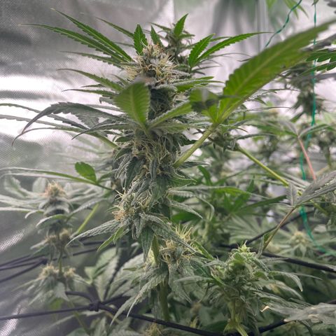 Gelato growlog timeline photo