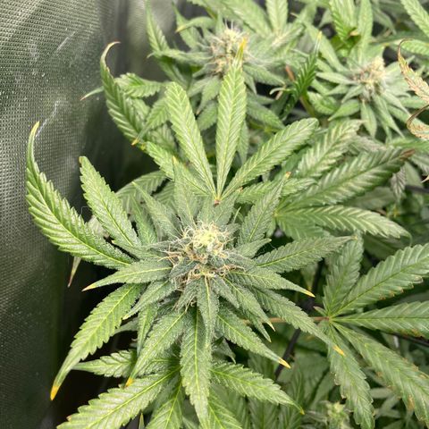 Gelato growlog timeline photo